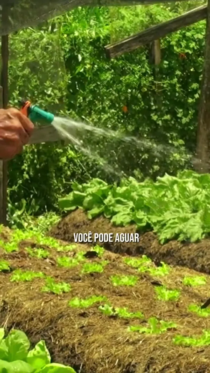 Irrigação de jardim em funcionamento entre plantas e vegetação residencial.
